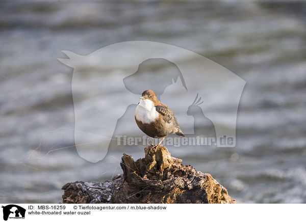 white-throated water ouzel / MBS-16259