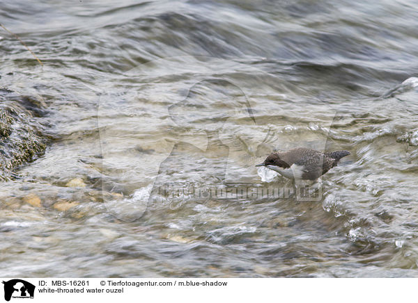 Eurasische Wasseramsel / white-throated water ouzel / MBS-16261