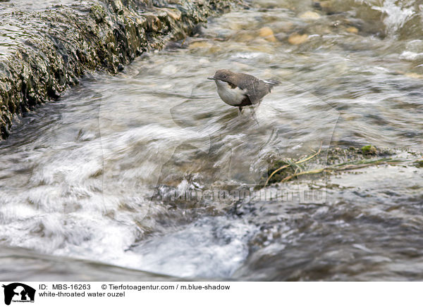 Eurasische Wasseramsel / white-throated water ouzel / MBS-16263