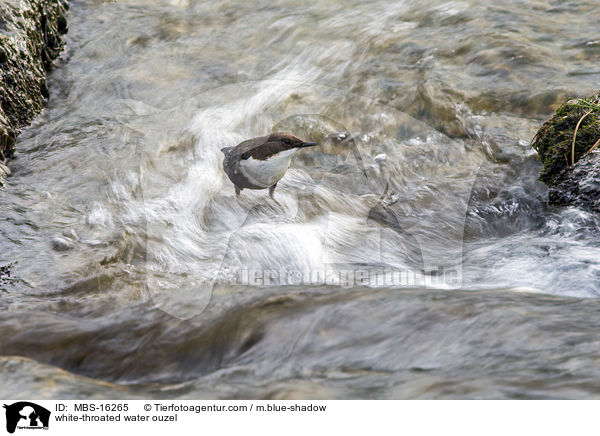 Eurasische Wasseramsel / white-throated water ouzel / MBS-16265