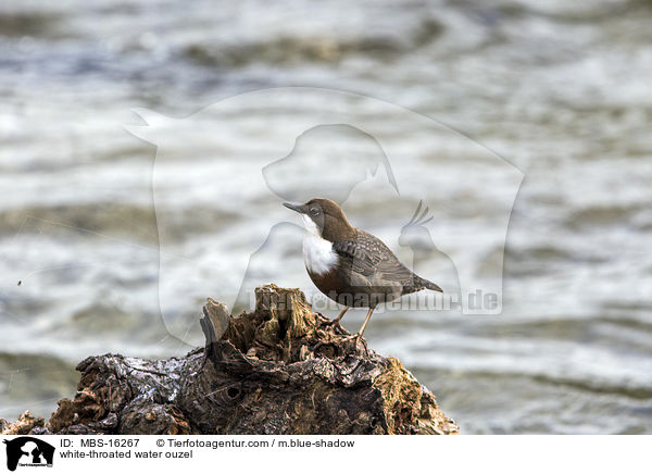 Eurasische Wasseramsel / white-throated water ouzel / MBS-16267