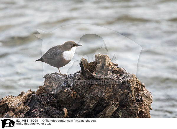 Eurasische Wasseramsel / white-throated water ouzel / MBS-16268