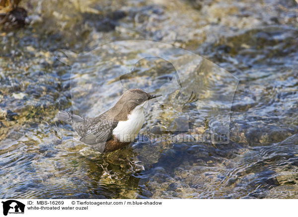 white-throated water ouzel / MBS-16269