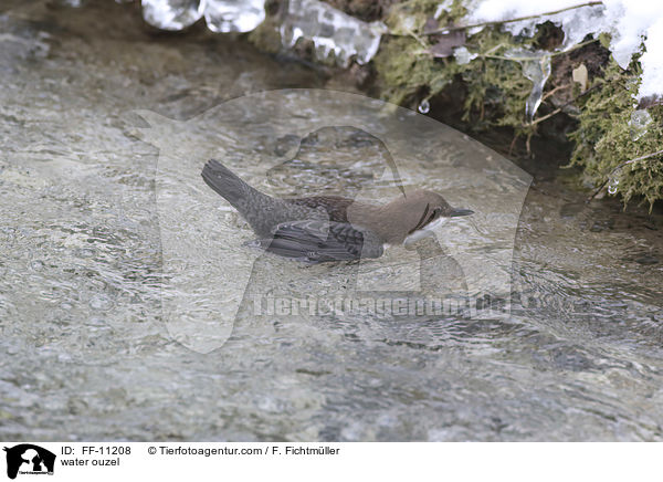 Eurasische Wasseramsel / water ouzel / FF-11208