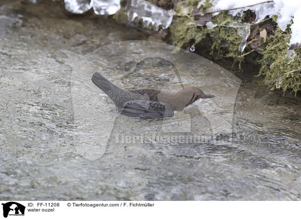 water ouzel / FF-11208