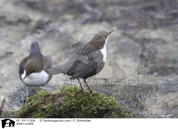 water ouzels / FF-11209