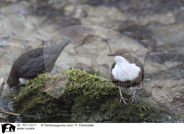 water ouzels / FF-11211