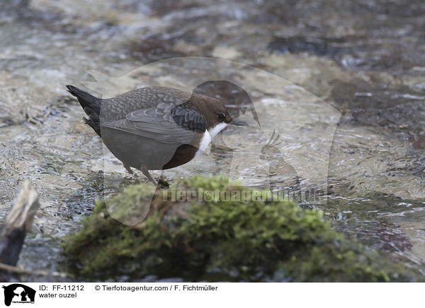 Eurasische Wasseramsel / water ouzel / FF-11212