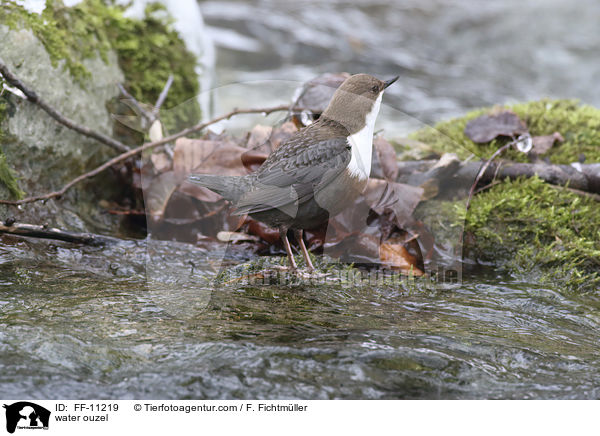 Eurasische Wasseramsel / water ouzel / FF-11219