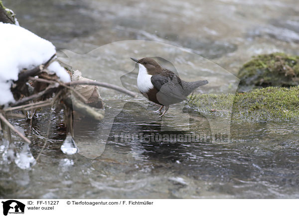 water ouzel / FF-11227