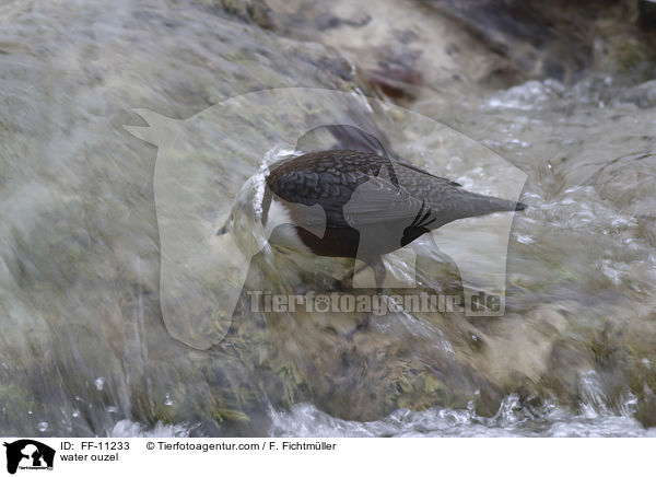 Eurasische Wasseramsel / water ouzel / FF-11233