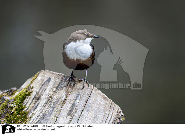 white-throated water ouzel / WS-09489