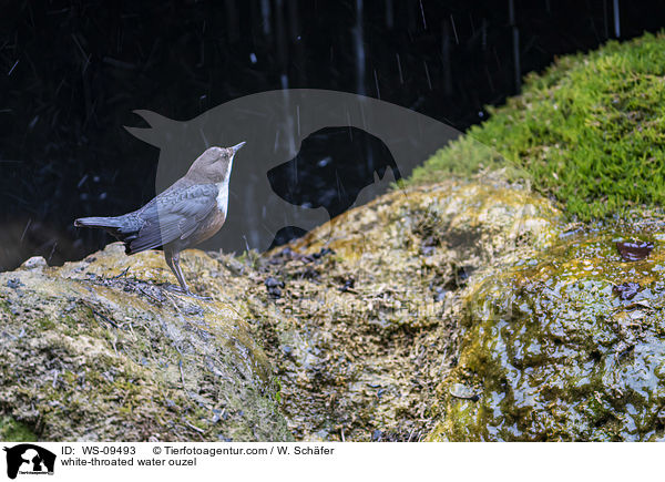 Eurasische Wasseramsel / white-throated water ouzel / WS-09493