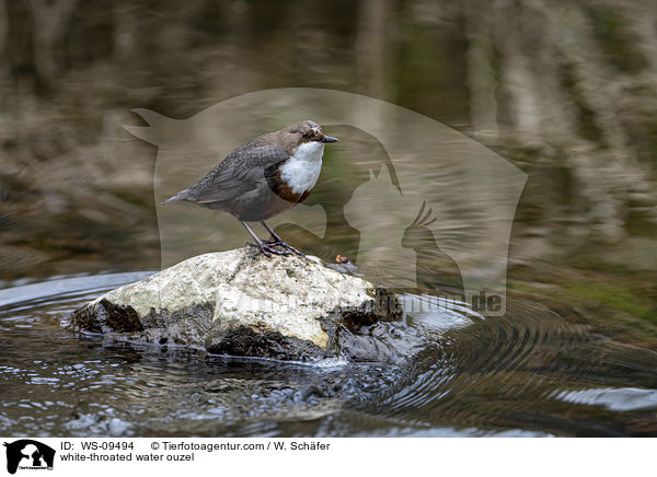 white-throated water ouzel / WS-09494