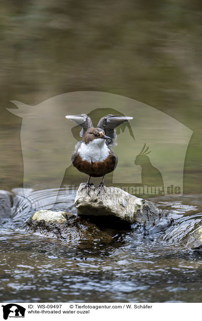 white-throated water ouzel / WS-09497