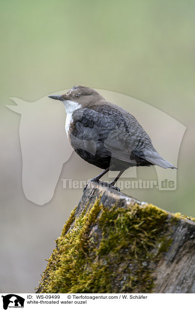 white-throated water ouzel / WS-09499