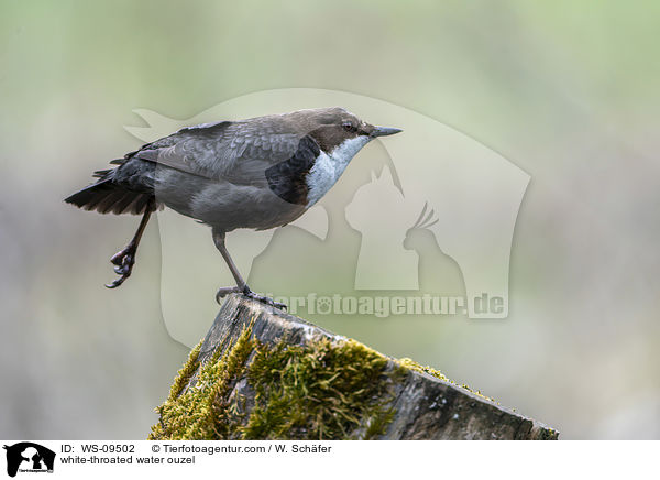 white-throated water ouzel / WS-09502
