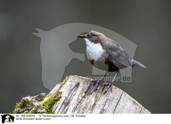white-throated water ouzel / WS-09504