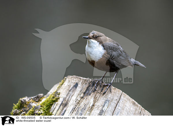 white-throated water ouzel / WS-09505