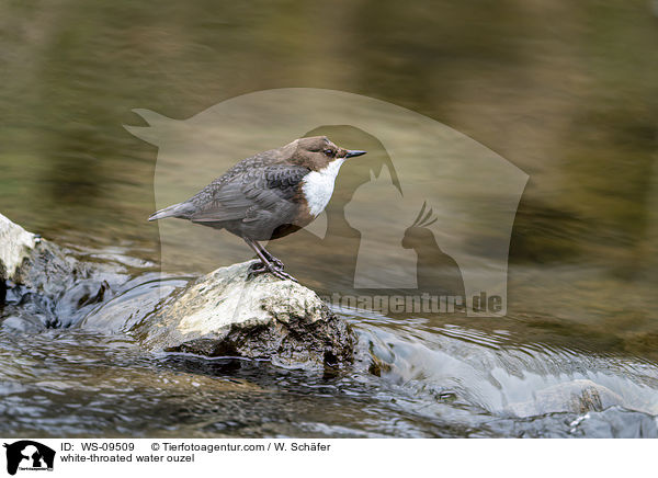 Eurasische Wasseramsel / white-throated water ouzel / WS-09509