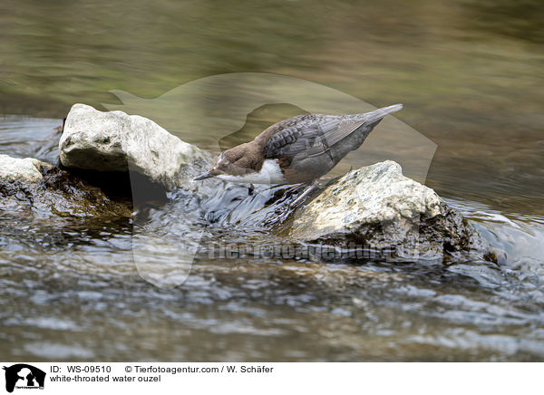 Eurasische Wasseramsel / white-throated water ouzel / WS-09510