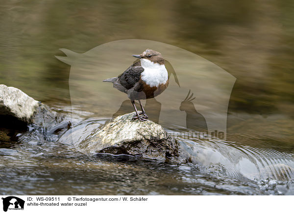 white-throated water ouzel / WS-09511