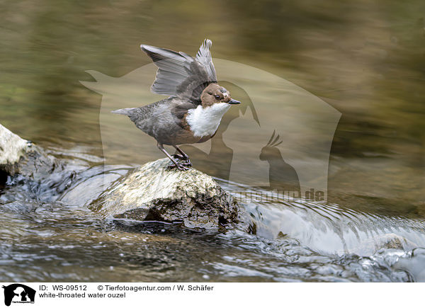 Eurasische Wasseramsel / white-throated water ouzel / WS-09512