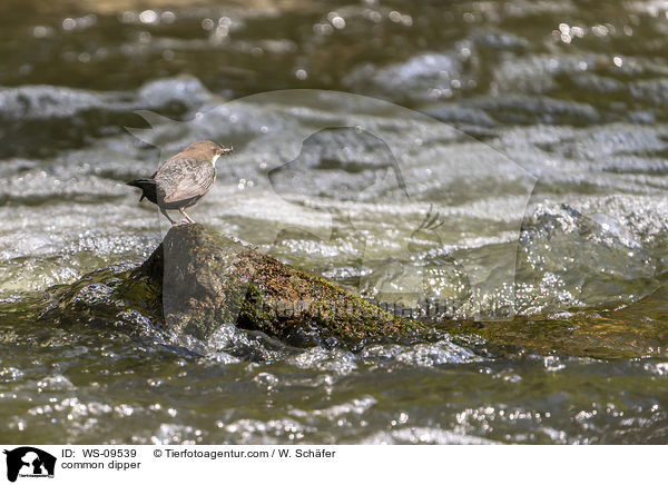 Eurasische Wasseramsel / common dipper / WS-09539