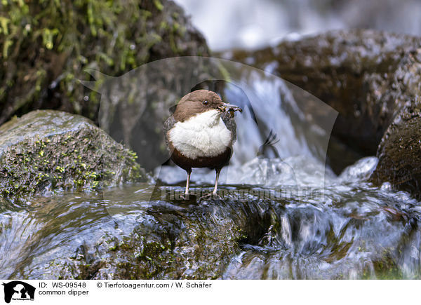 Eurasische Wasseramsel / common dipper / WS-09548