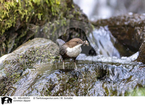 Eurasische Wasseramsel / common dipper / WS-09553
