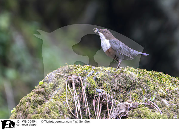 Eurasische Wasseramsel / common dipper / WS-09554