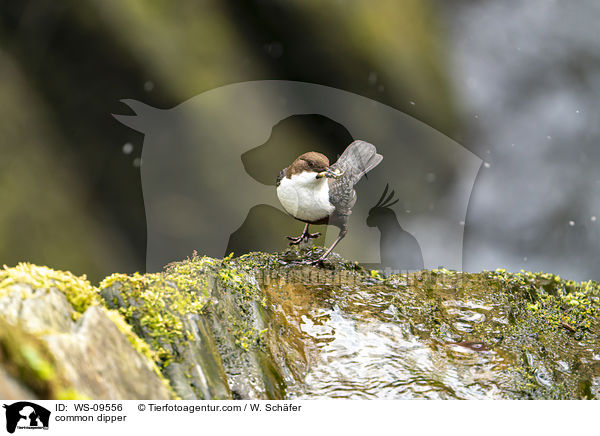 Eurasische Wasseramsel / common dipper / WS-09556
