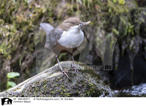 Eurasische Wasseramsel / common dipper / WS-09571