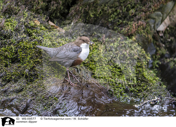 Eurasische Wasseramsel / common dipper / WS-09577