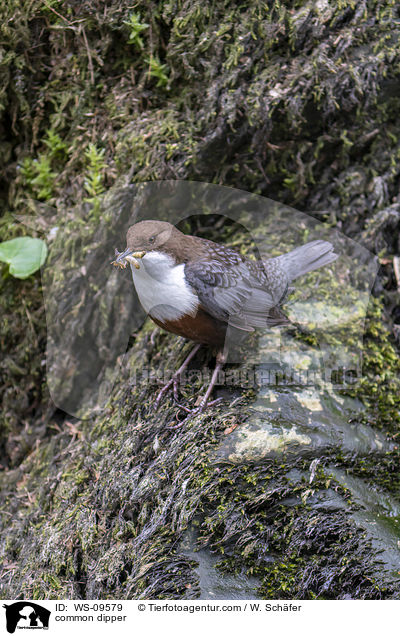 common dipper / WS-09579