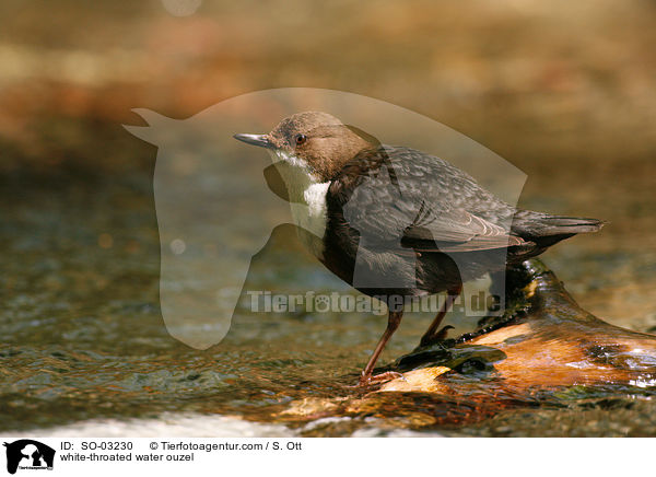 white-throated water ouzel / SO-03230