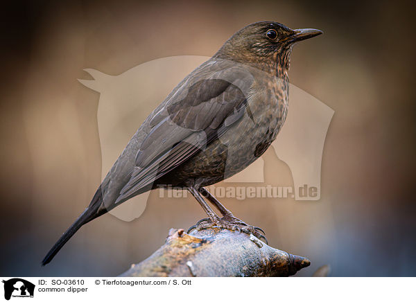 Eurasische Wasseramsel / common dipper / SO-03610