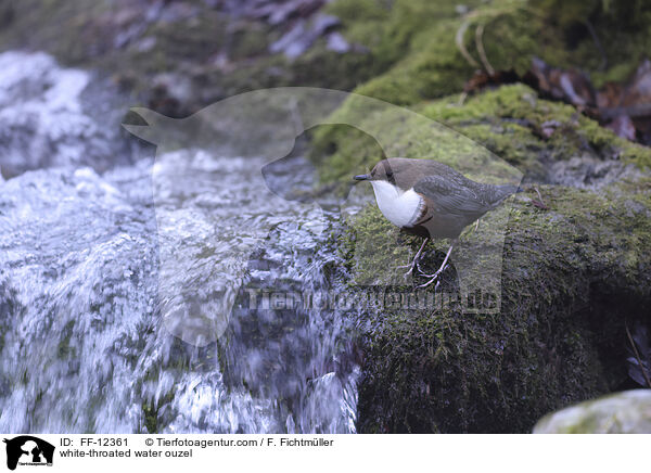 white-throated water ouzel / FF-12361