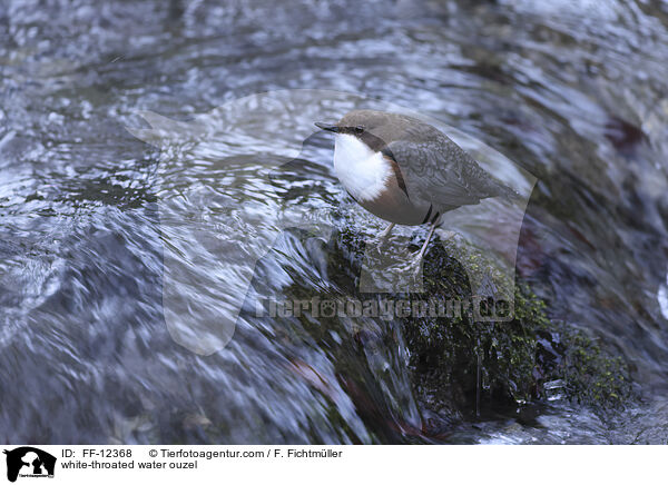 white-throated water ouzel / FF-12368