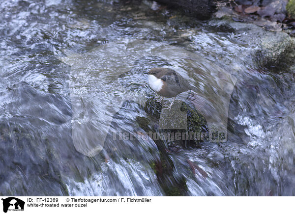 white-throated water ouzel / FF-12369