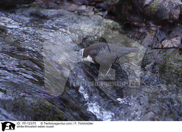 white-throated water ouzel / FF-12370