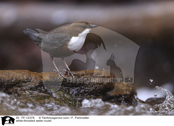 Eurasische Wasseramsel / white-throated water ouzel / FF-12378