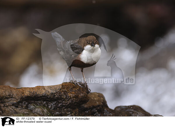 Eurasische Wasseramsel / white-throated water ouzel / FF-12379