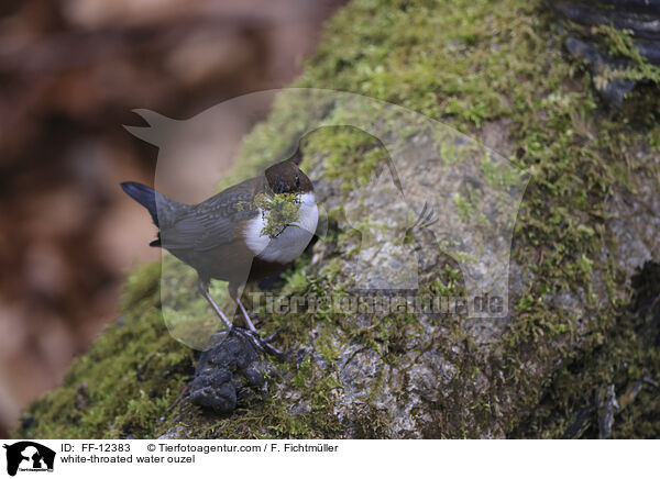 white-throated water ouzel / FF-12383