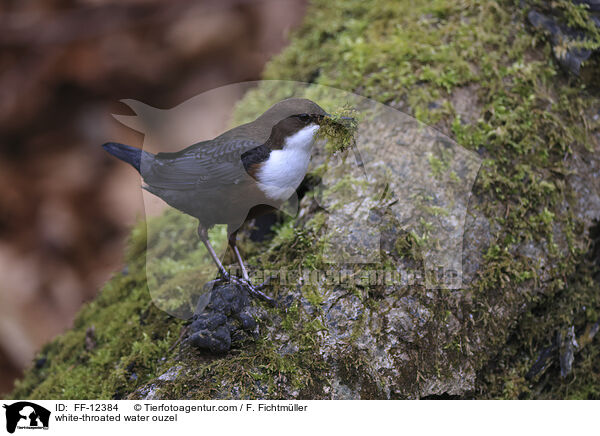 white-throated water ouzel / FF-12384