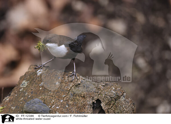 white-throated water ouzel / FF-12386