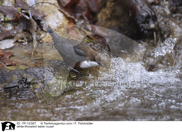 white-throated water ouzel / FF-12387