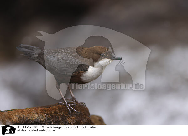 Eurasische Wasseramsel / white-throated water ouzel / FF-12388