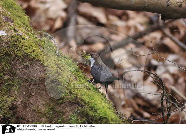 white-throated water ouzel / FF-12390