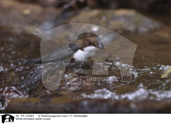 Eurasische Wasseramsel / white-throated water ouzel / FF-12393